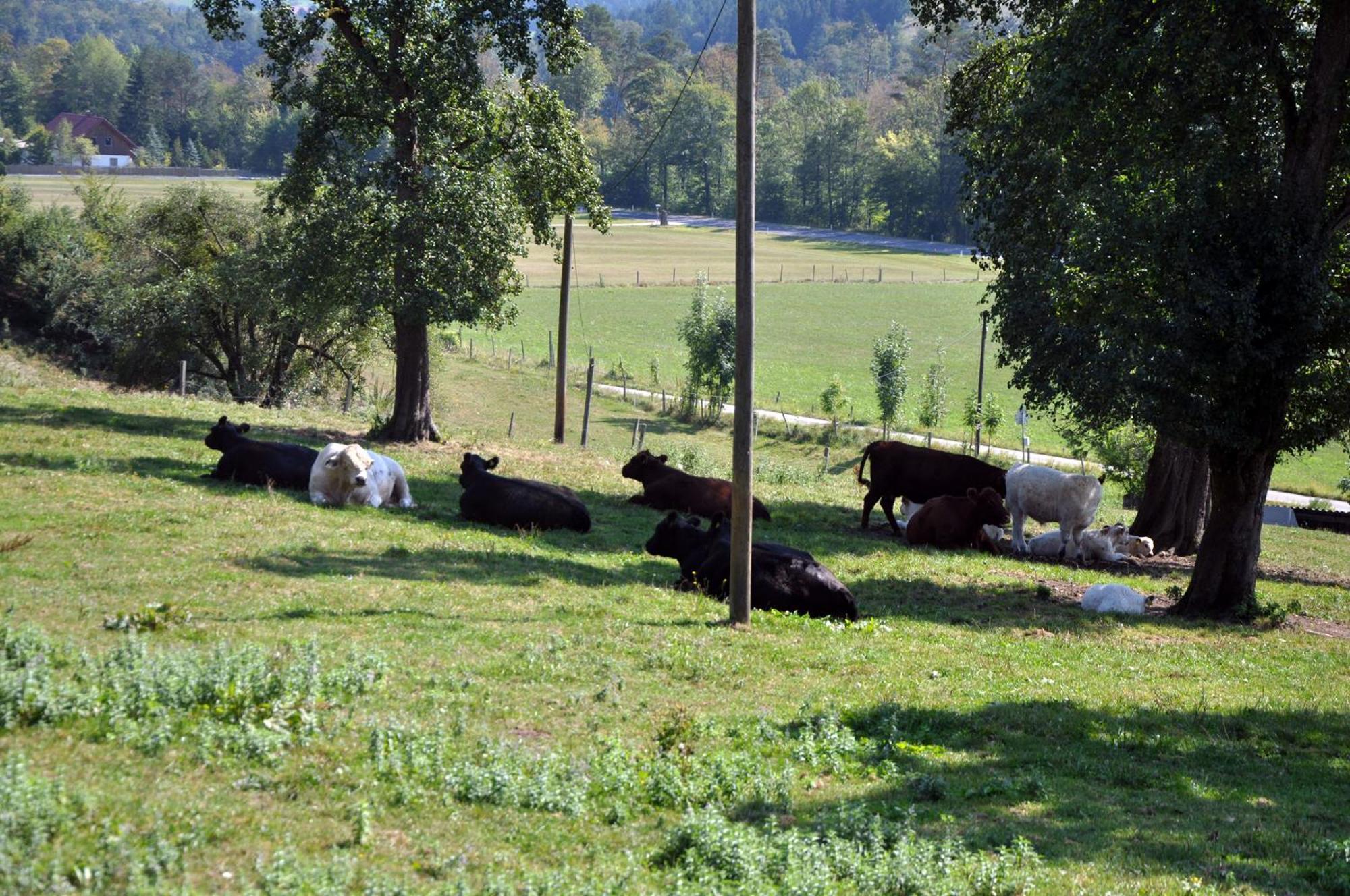 Mostheuriger Steyrdurchbruchalm Leonstein Exterior foto